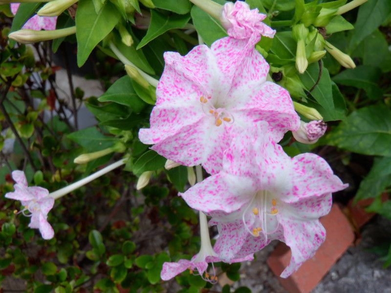 オシロイバナ（白粉花、学名：Mirabilis jalapa）